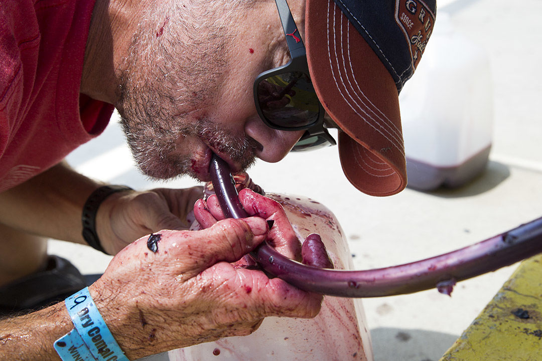 grape stomp